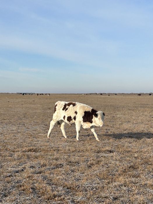 Продам Бычков подсос