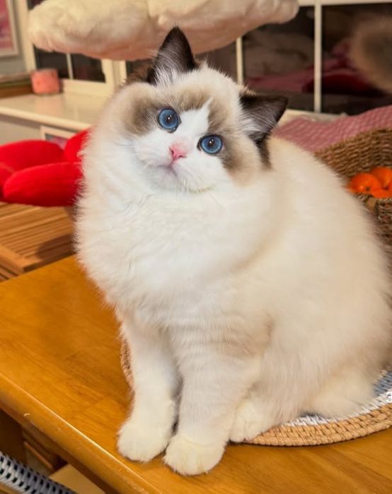 Привезные регдоллы !!