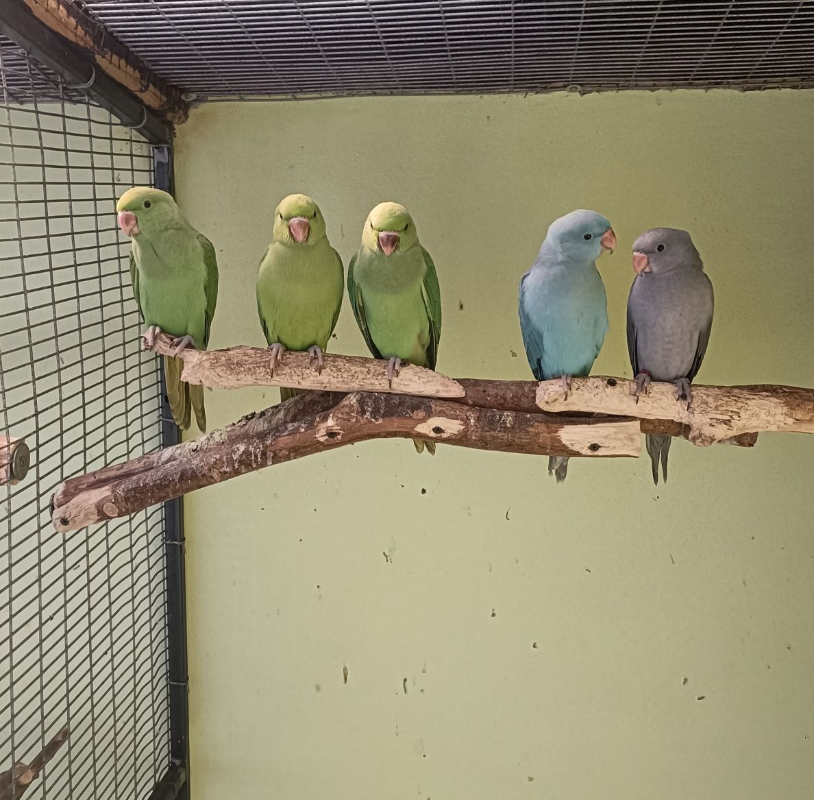 Papagali blânzi Micul Alexandru albaștri și verzi