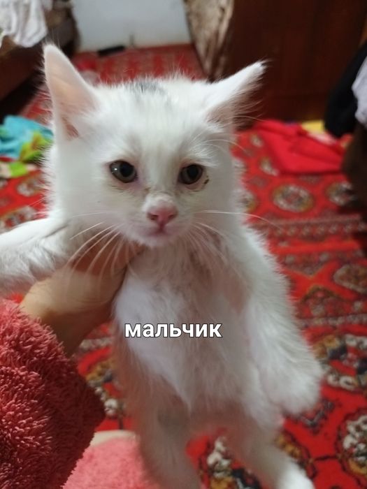 Милые котята в добрые руки