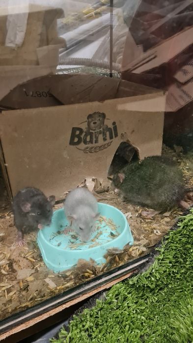 Продам крыс породы дамбо