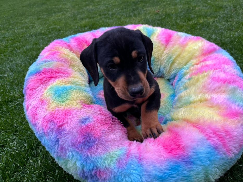 Ultimul mascul Teckel disponibil