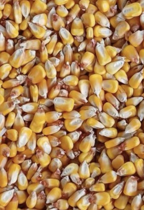 Vând porumb boabe