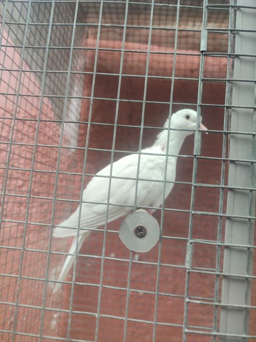 Vând păsări 5 bucăți