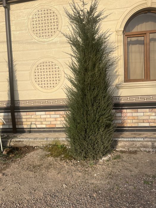 Archa kesish gazon ekish archalarni dorilash