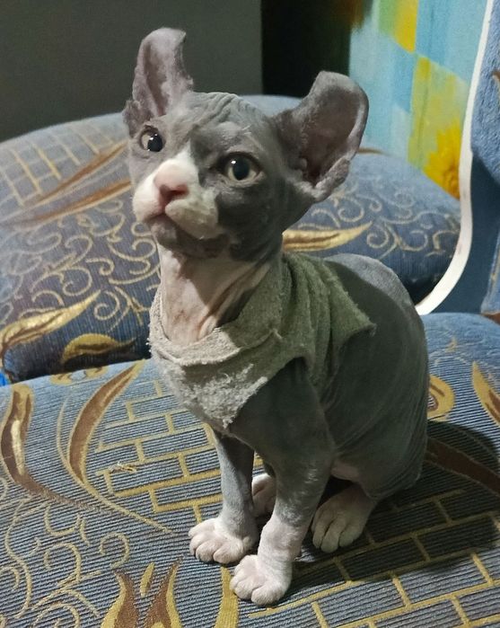 Котёнок породы Сфинкс-эльф