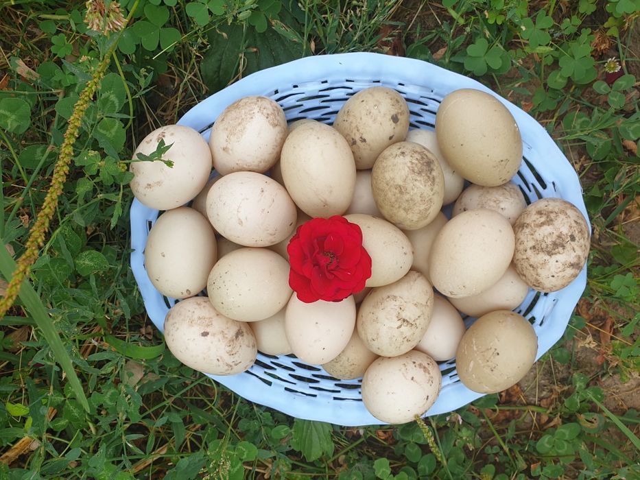 Vand Oua de țara de rața