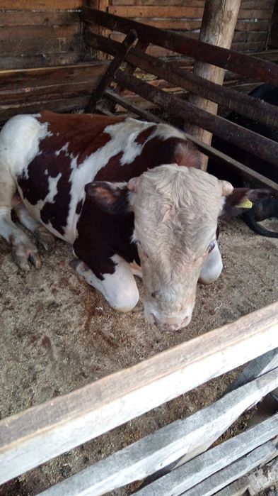 Продам быка  700000 тг