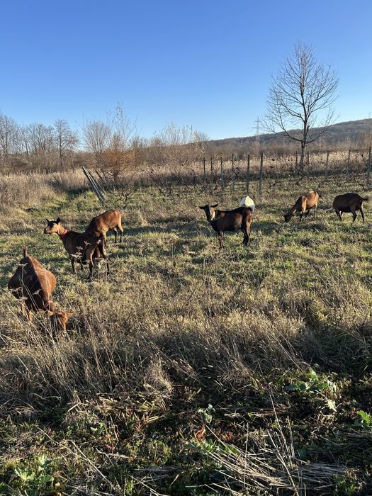 Capre de rasa de vanzare