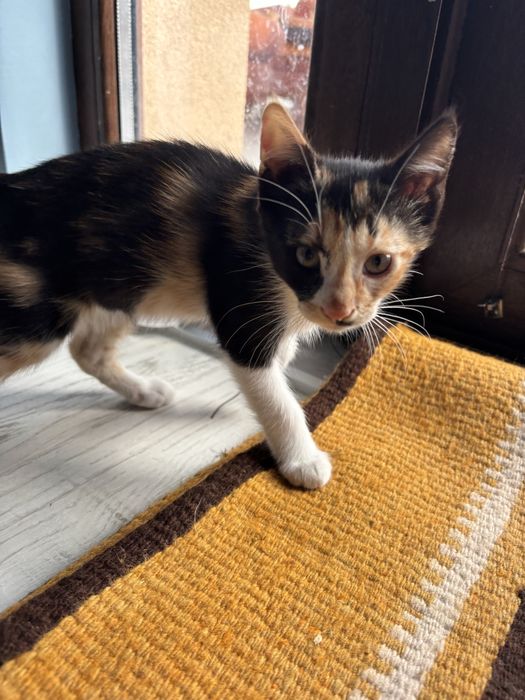 Подарявам котенца