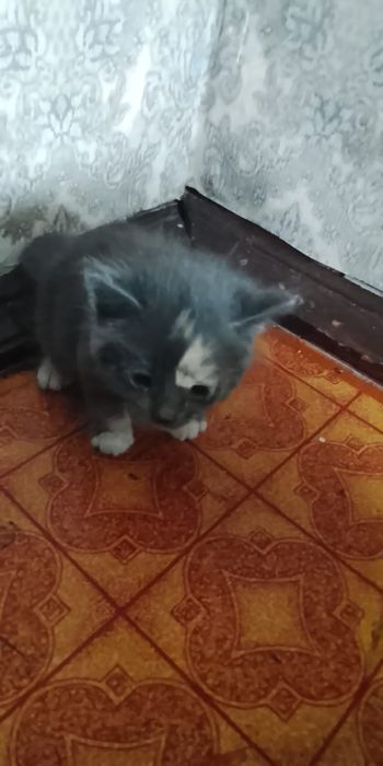 Отдам даром котёнка девочка