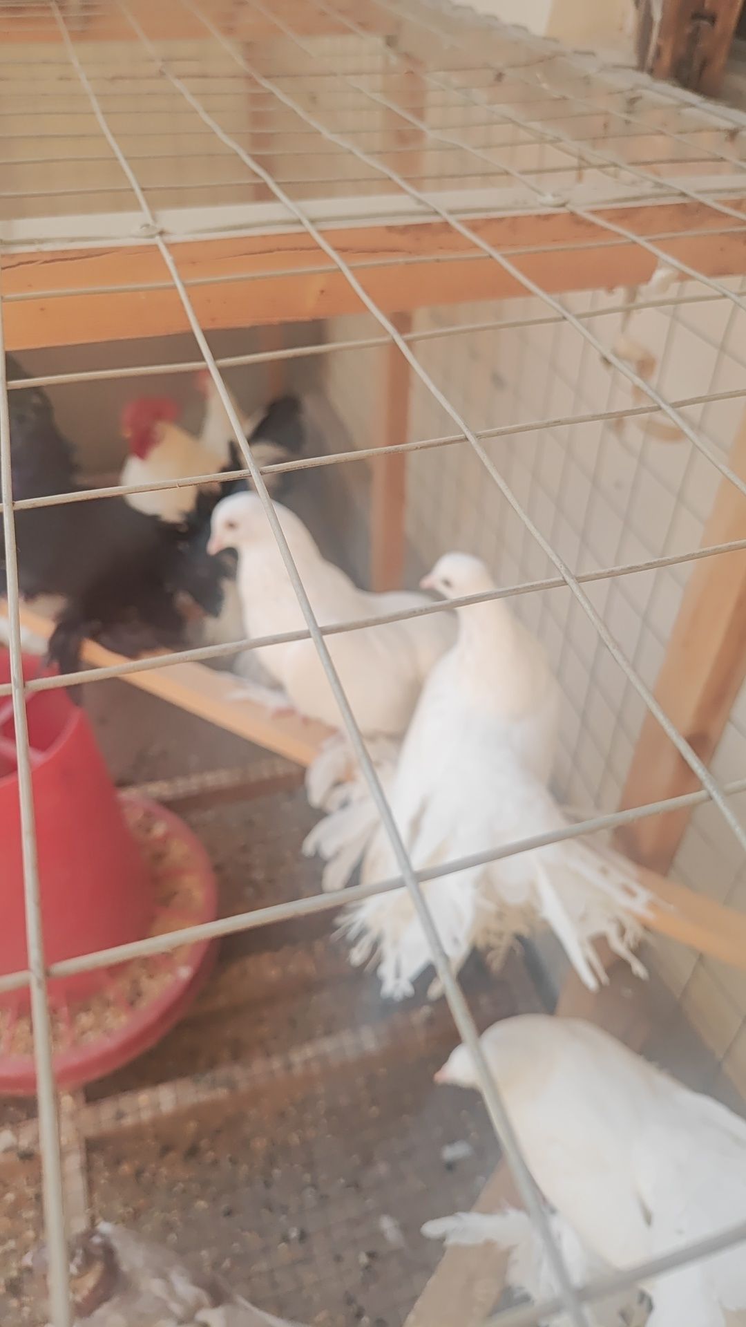 Pavlinla sotiladi sog'lom qushla valerda boqilgan