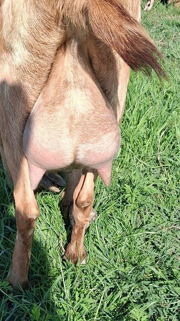 Vând capra ANGLO Nubian cu Pedigree  Cehia