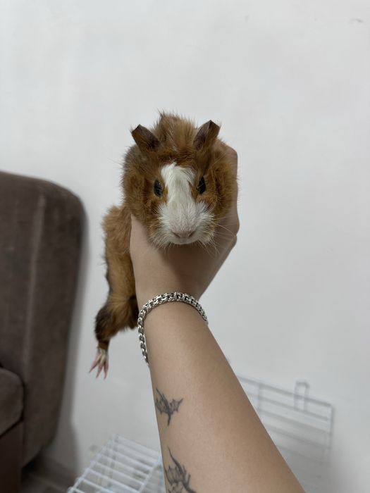 На продажу есть малыши морской свинки