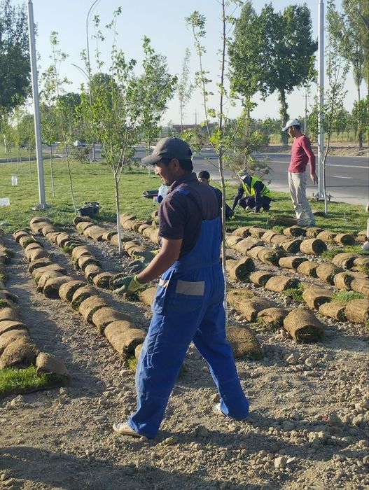 Газон экиш, манзарали ва мевали дарахтлар экиш, дорилаш, хизмати