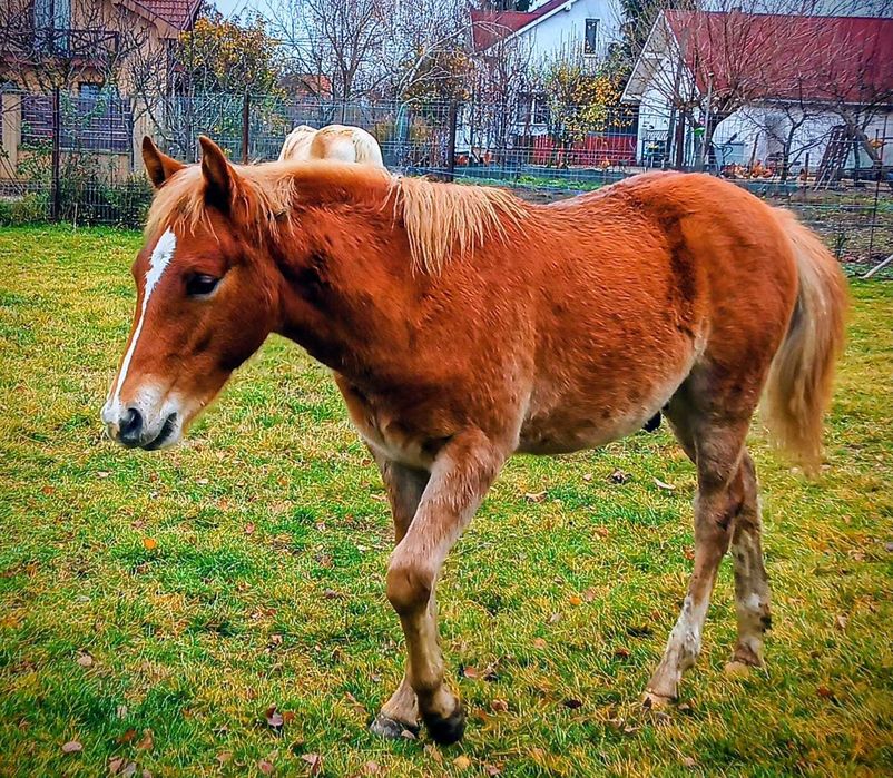 Mânz Hedijin 7 luni