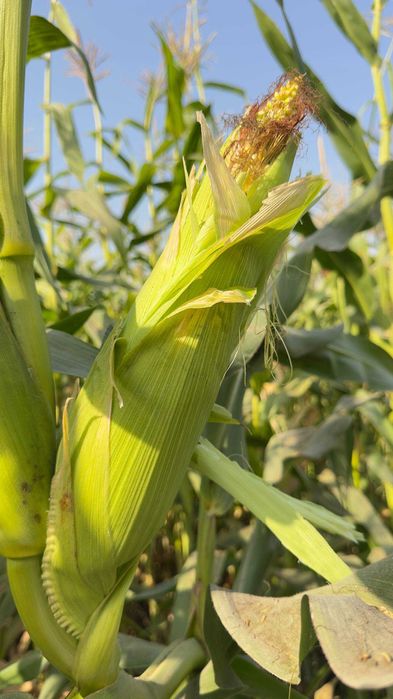 Silos sotiladi o'rishga tayyor 5ga