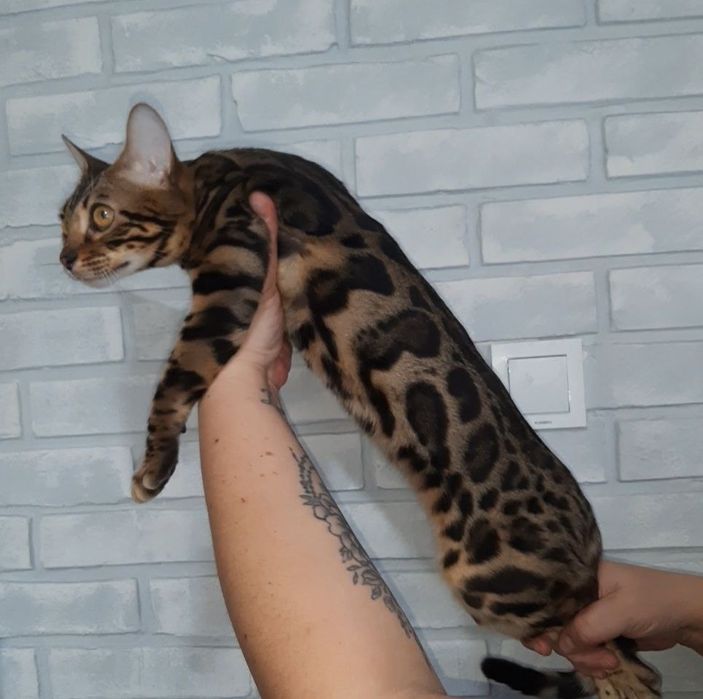 Бенгальские котята