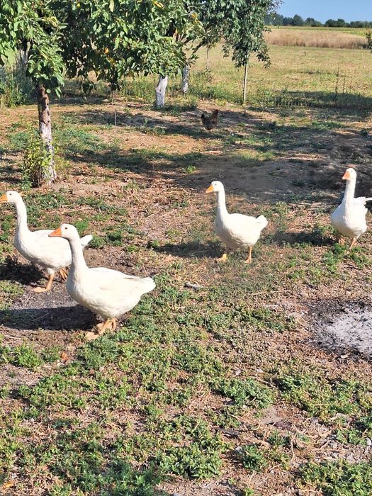 Gìste de vìnzare 4 buc de carne aprx 4 /5 luni