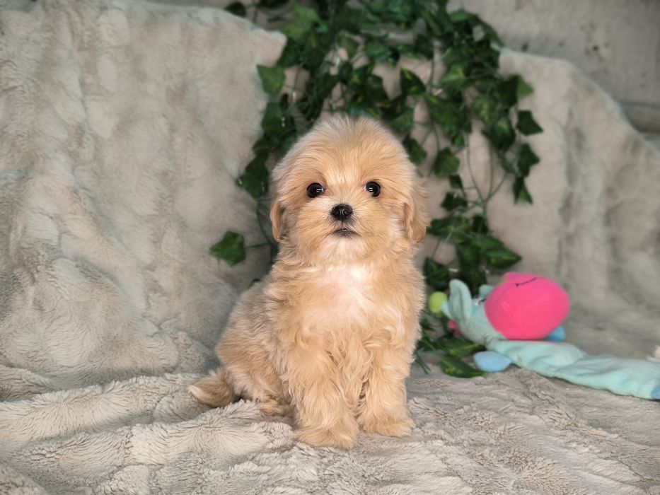 Vand baietel maltipoo toy - minitoy F1