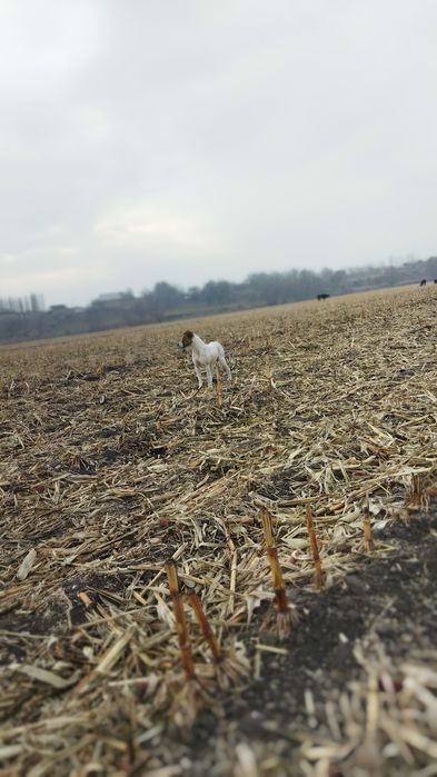 Pitbul sotiladi yaxshi qollarga