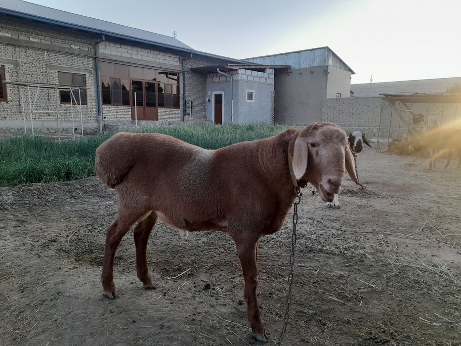 Arashan zotli qòchqor sotiladi.