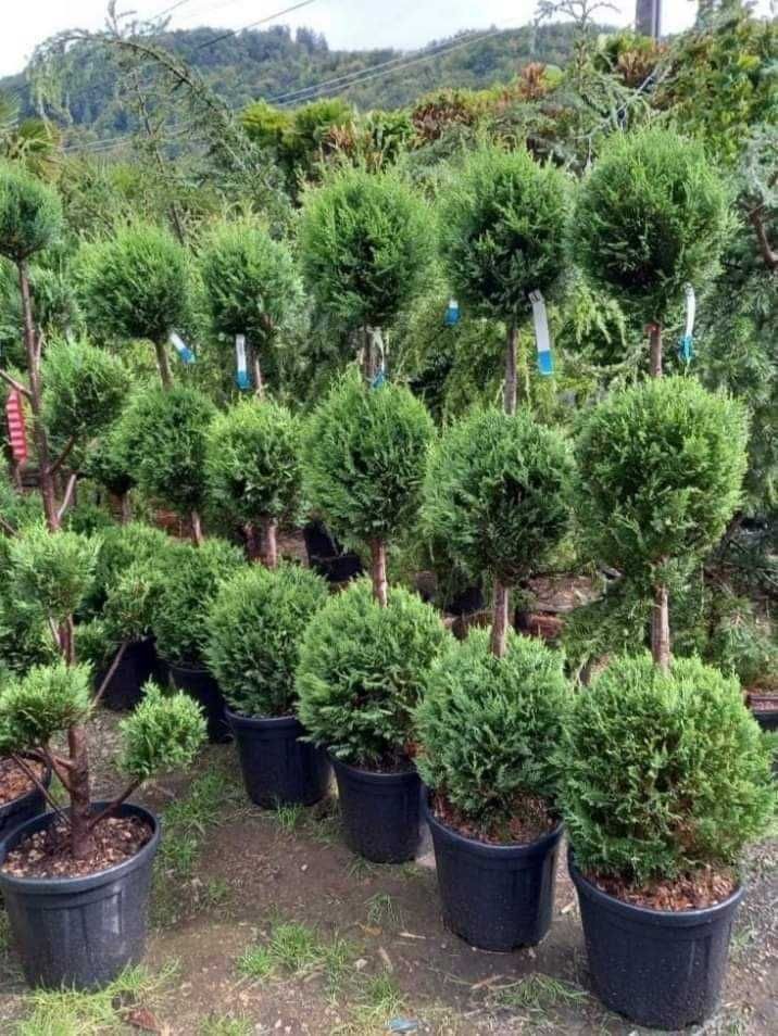 Tuia smarald dimensiuni mari lelandy Cedrus palmer bonsai catalpa