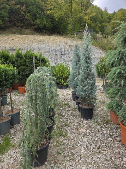 plante ornamentale diferita speci