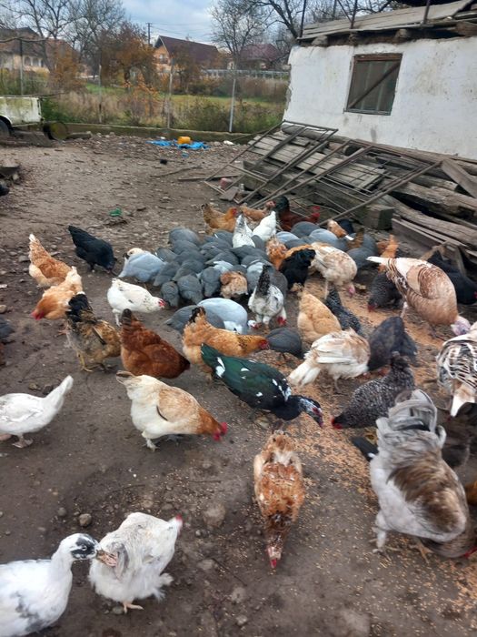 Vând bibilici diferite marimi