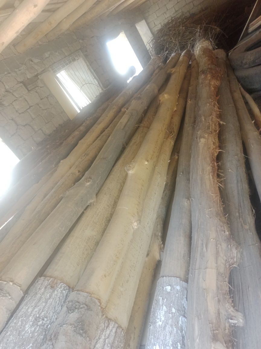 Tsoʻsin sotiladi (Terak)