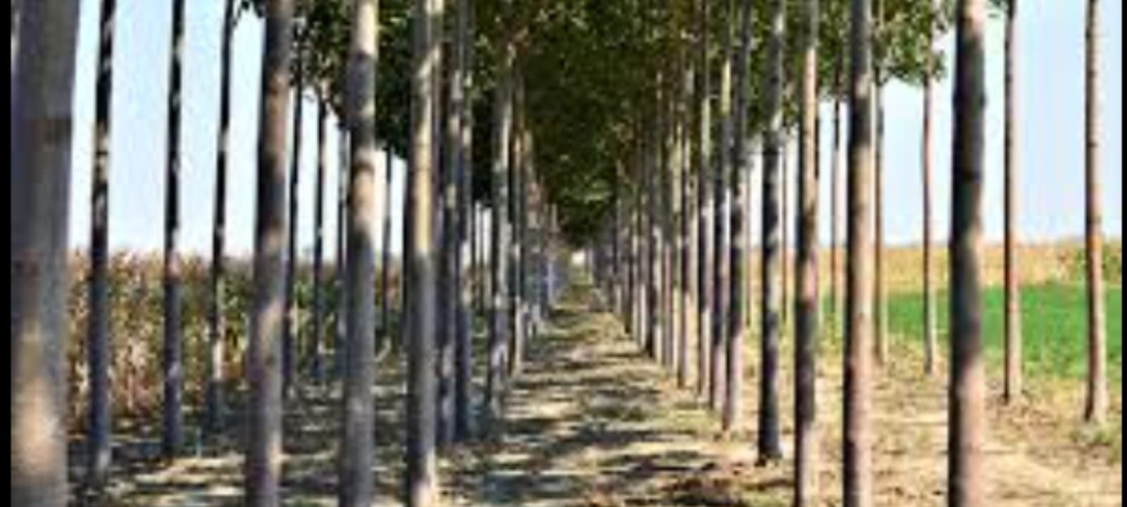 Paulownia puiet lignificati en groos Sau la bucata.Livrare RO UE