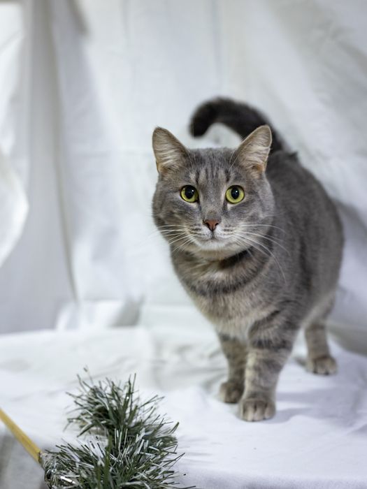 Яська, наидобрейший кот!