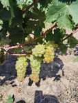 Struguri de vin tămâioasă și merlot