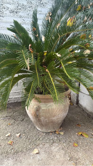 Palmier Cycas in ghiveci deosebit