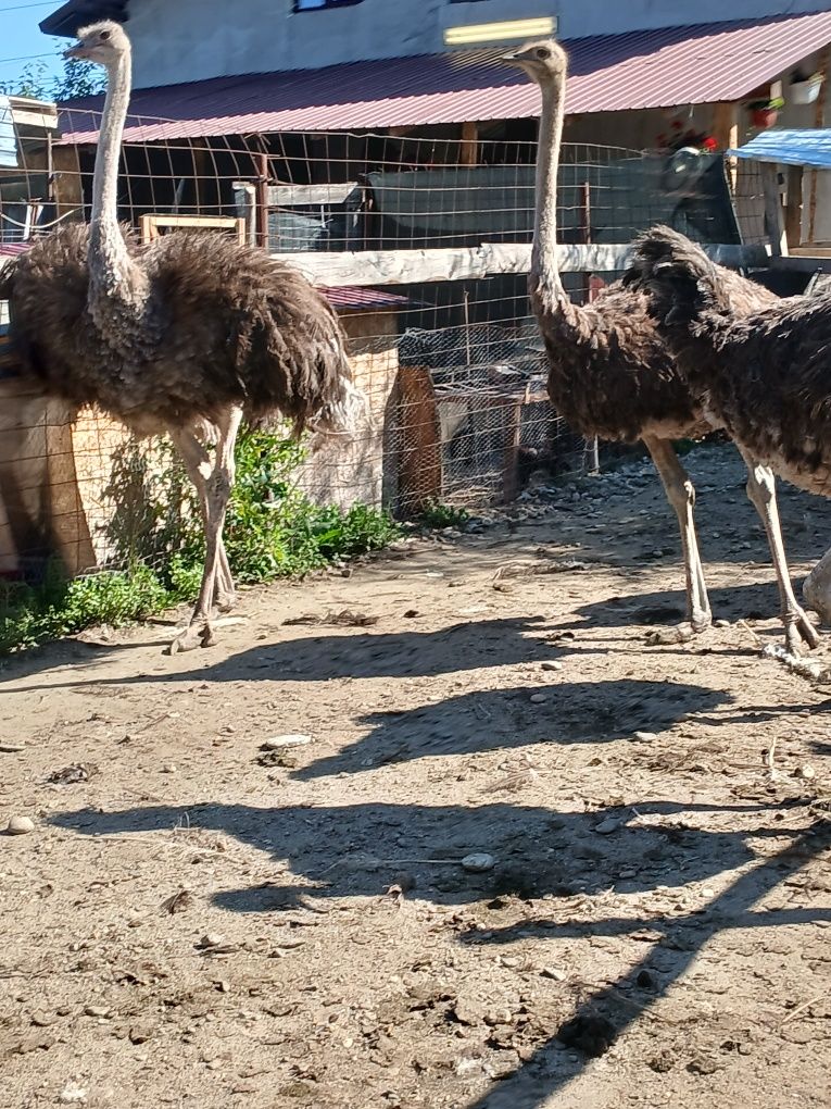 Vând femele struți