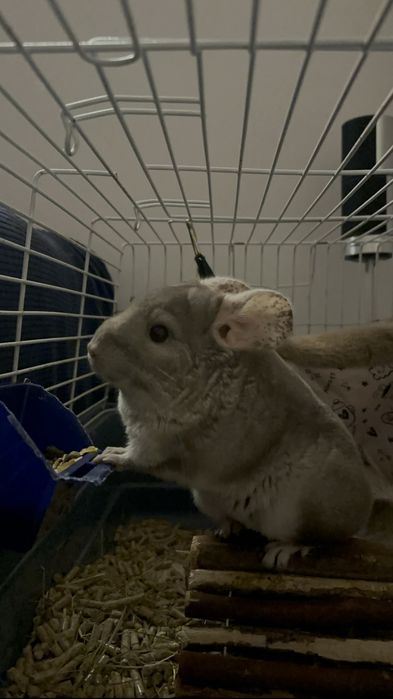 Vand chinchilla bej
