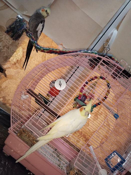 Попугайчики корелла с клеткой и игрушками