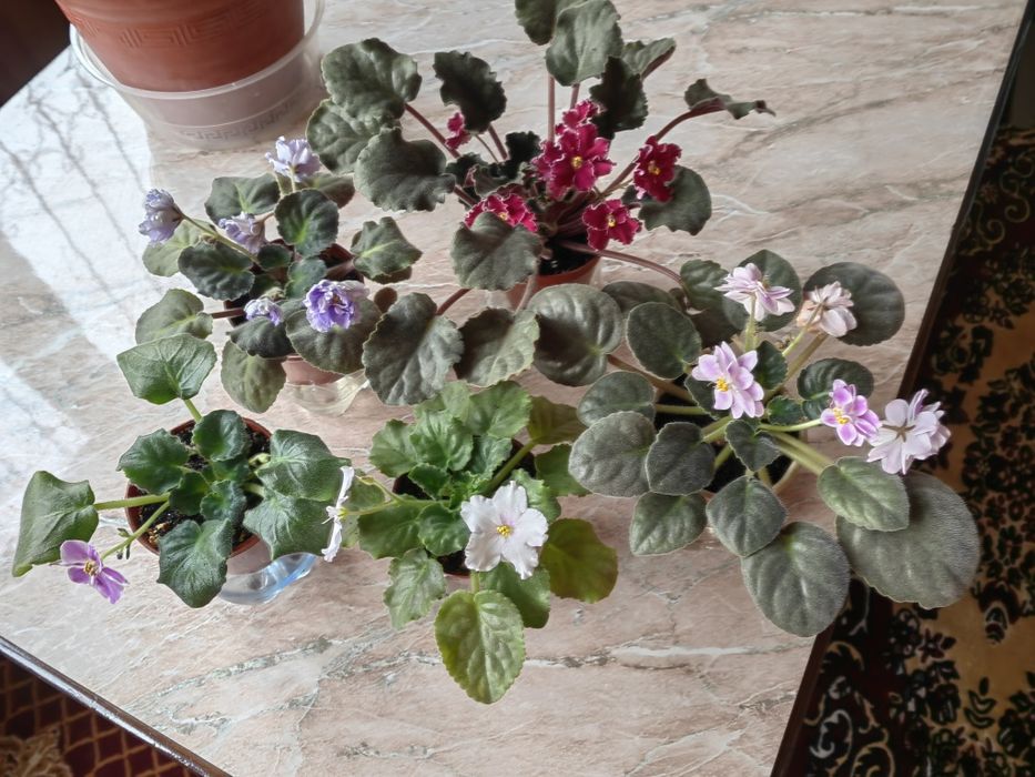 Продам цветы: сансевиерия и фиалки