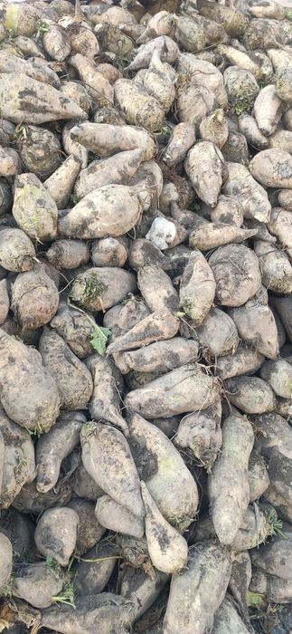 Karmavoy shrin lavlagi