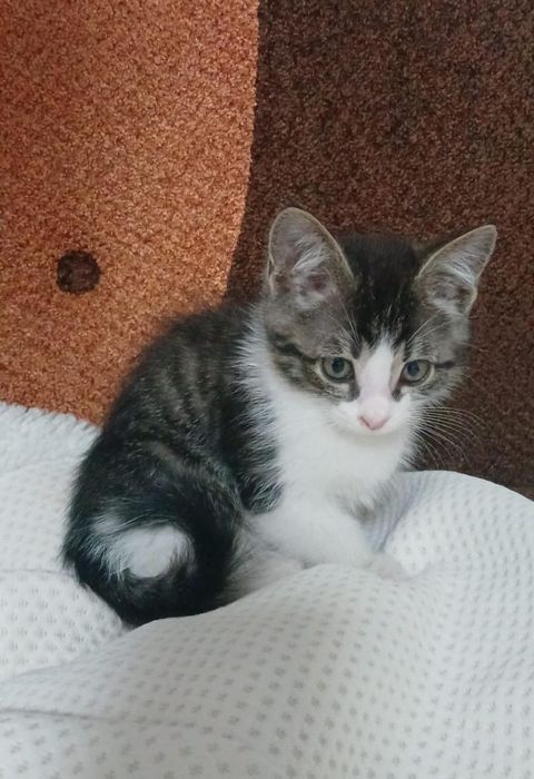 Котики и кошечки ждут любящих хозяев