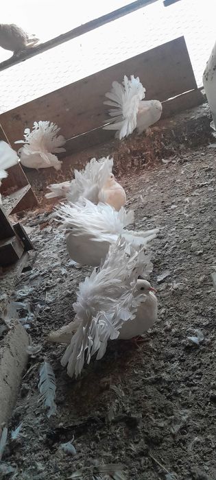 Vind porumbei,desfintez voliera