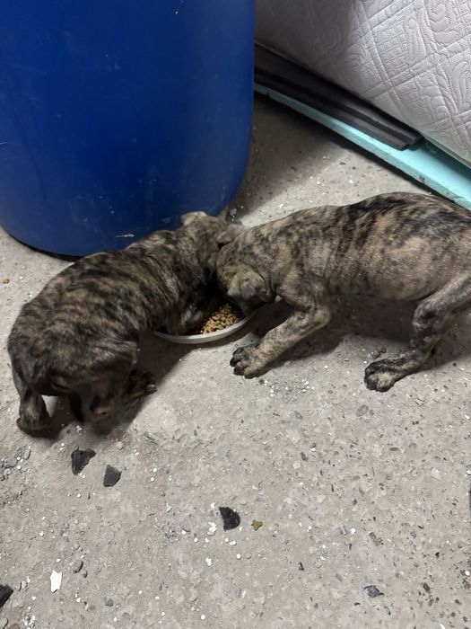 Кученца Преса Канарио