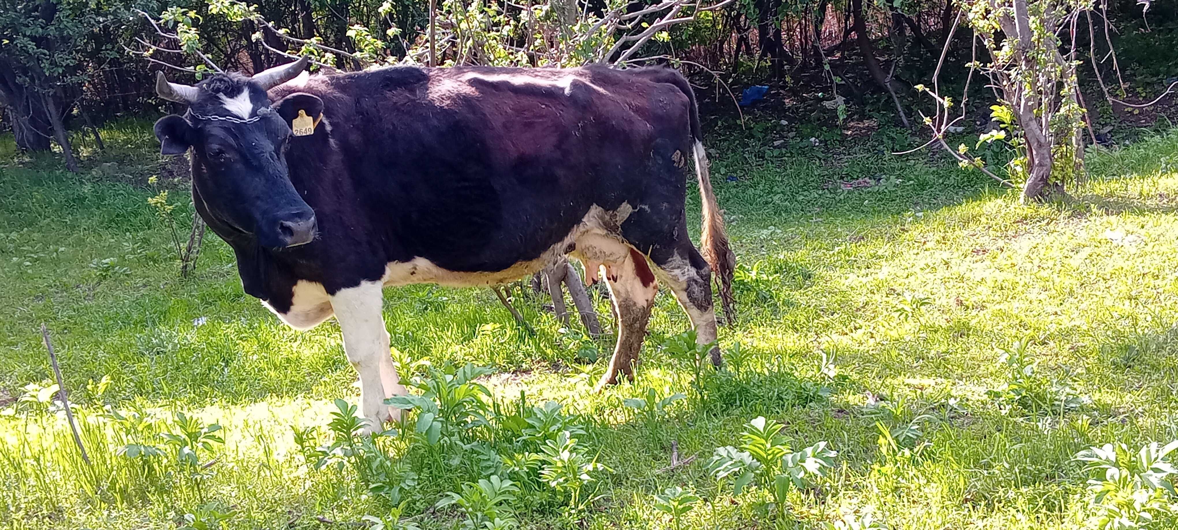 Vacute  de vanzare  .Vaci cu lapte