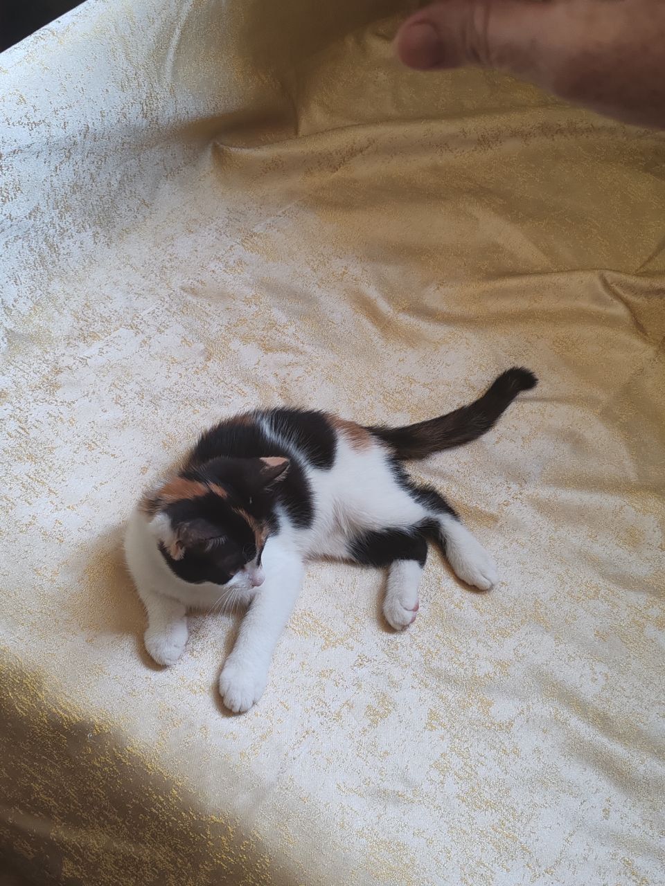 Котята в самые добрые руки