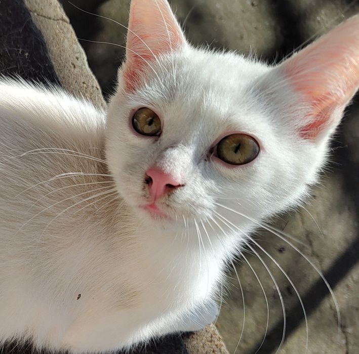 Бели котета, 4 мес.