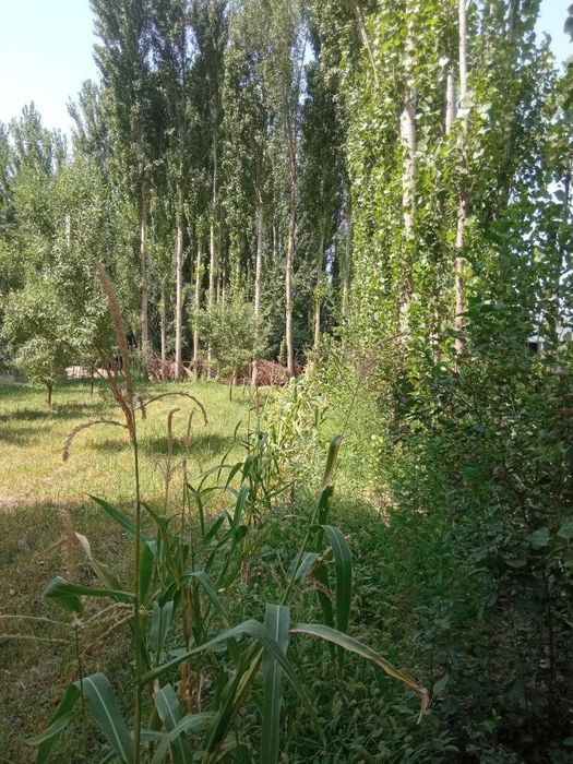 СРОЧНО Ҳовли жой сотилади