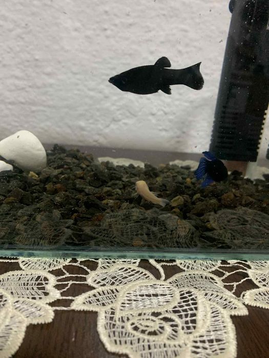 Vând pești motiv vreau să-mi iau alți