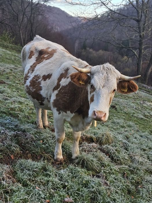Vaca gestanta in 5 luni