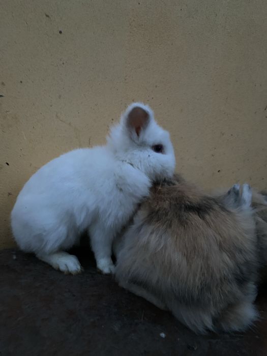 De vînzare iepuri cap de leu pitic