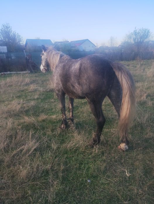 Vând cârlan de 3 ani